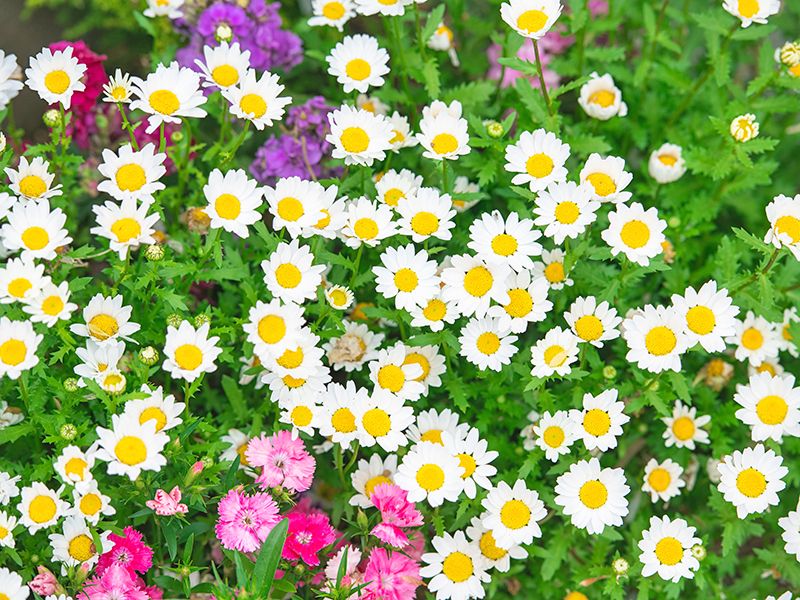 新 桜とラベンダーの香る樹木葬：年中ローズマリー・ネモフィラ・パンジーお花が咲いております