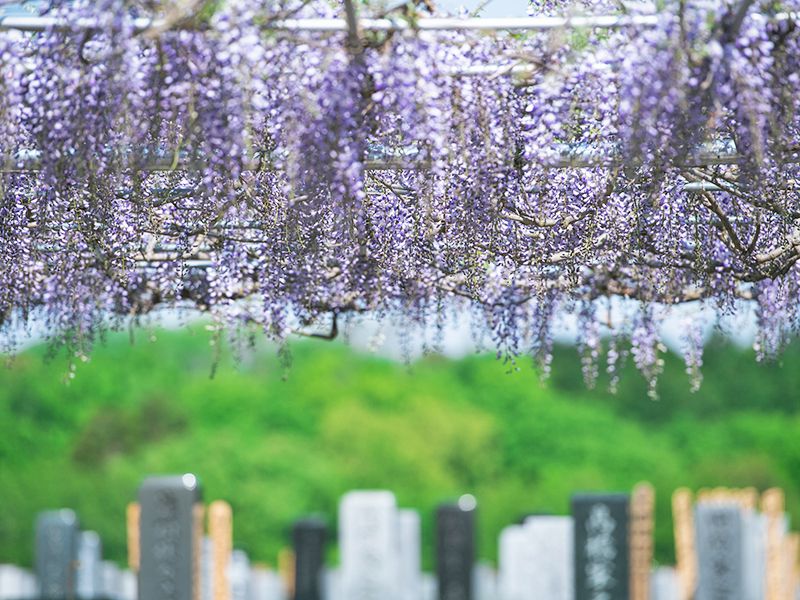 新藤の樹木葬：ヘデラ・初雪カズラなど年中お花が咲いております