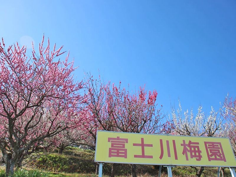 境内の梅林は観光名所にもなっています
