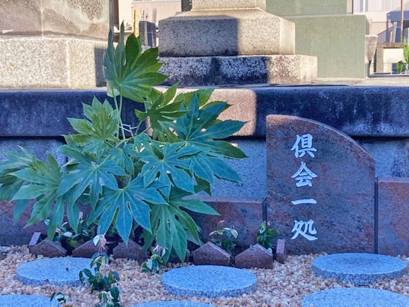 浄圓寺「プレミアム古河駅前樹木葬墓地」