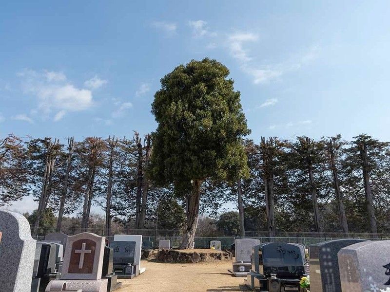 小さな森の樹木葬 つくば