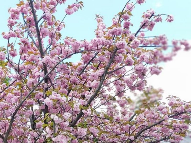 船橋霊苑 正延寺