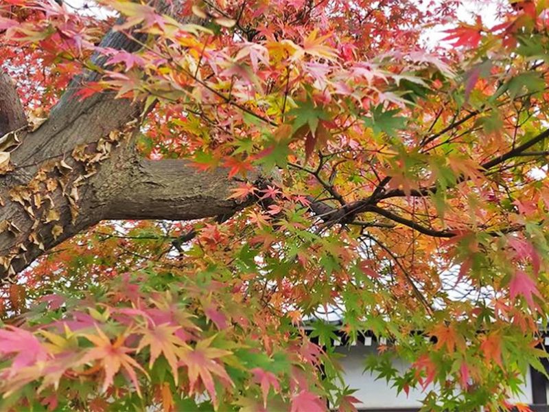 船橋霊苑 正延寺