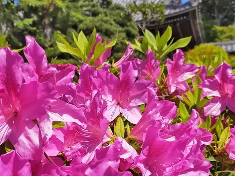 船橋霊苑 正延寺