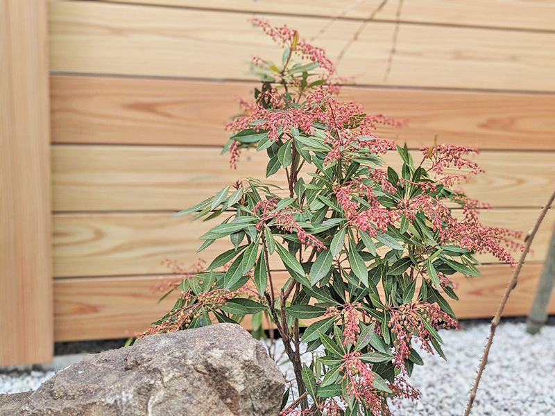 前庭植栽
