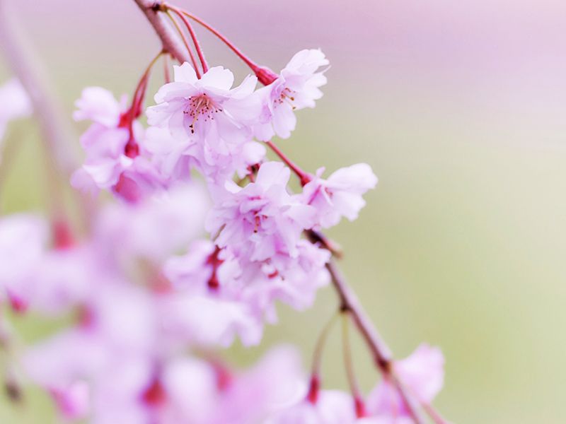枝垂桜