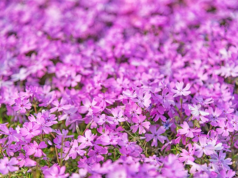 芝桜