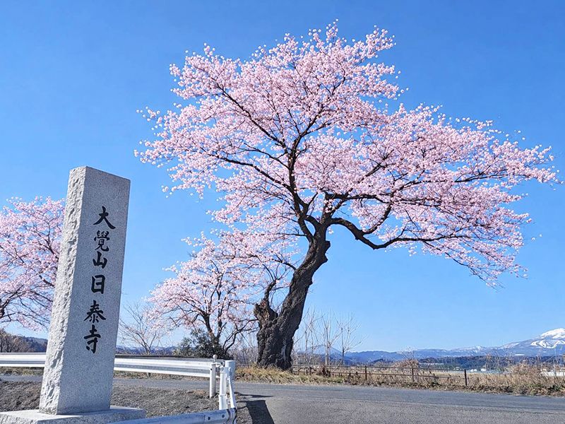 桜河原樹木葬
