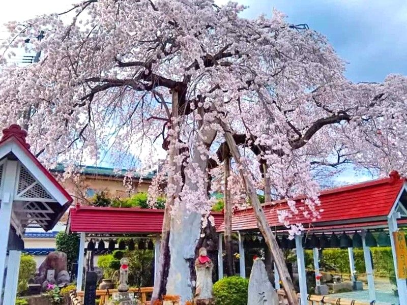 仙台新寺 洞林寺