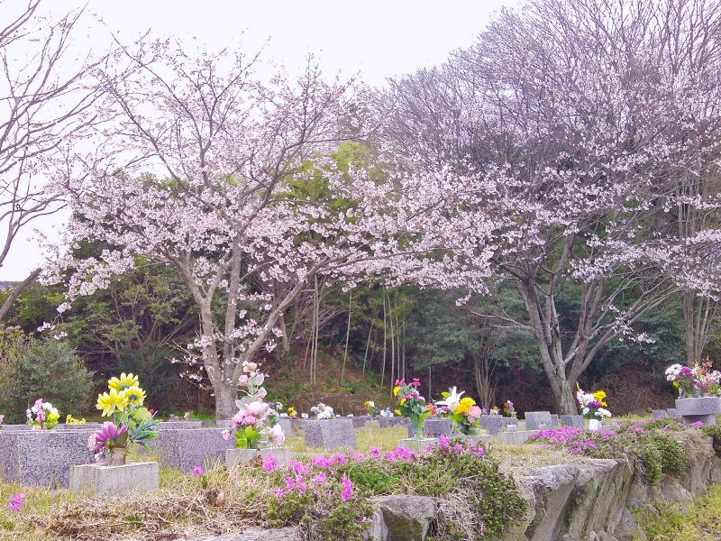 園内に咲く桜です。