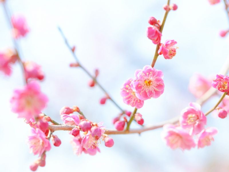 梅