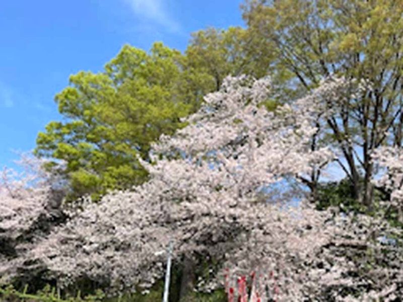 朝日墓苑 樹木葬 永代供養墓
