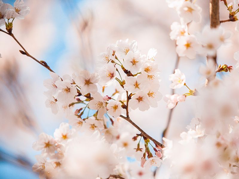 春には桜がきれいに咲きます