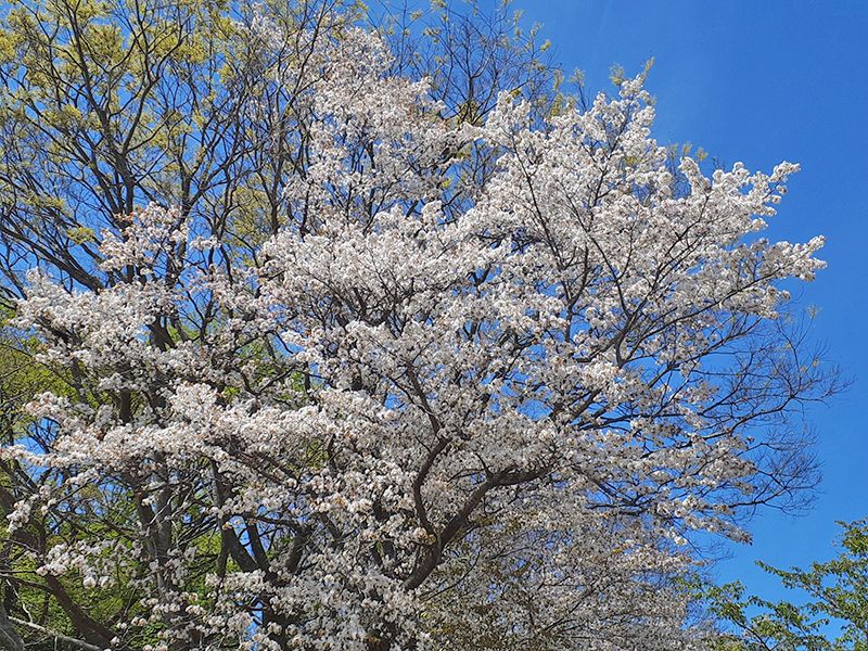 メモリーガーデンさくらの園霊園