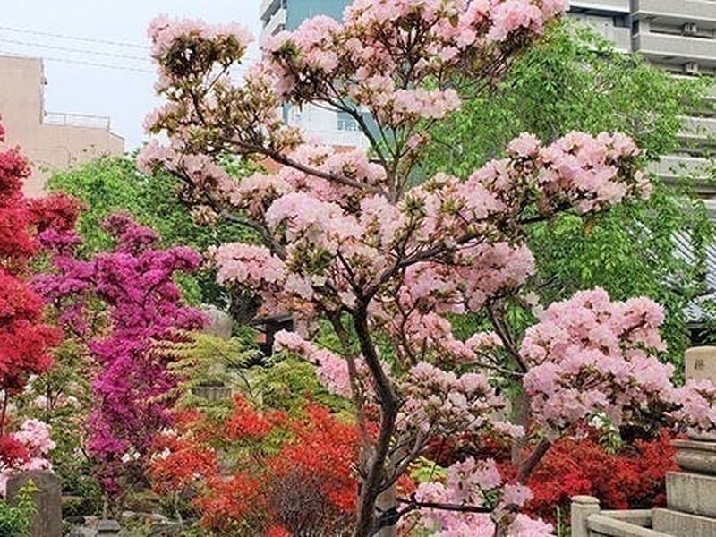淨國寺 花の樹木葬・永代供養墓