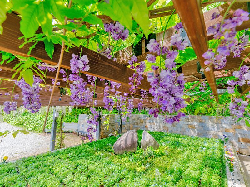 藤と桜のガーデン:年中咲いており、お参りのたびにその時の四季のお花がお迎えいたします