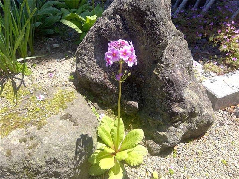 高林寺墓苑