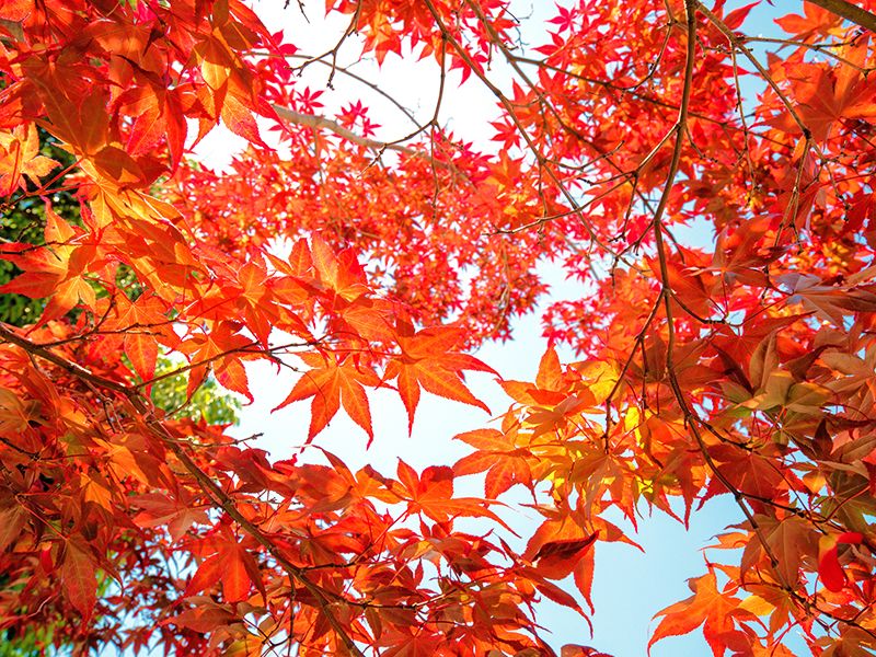 奈良霊園 蓮長寺