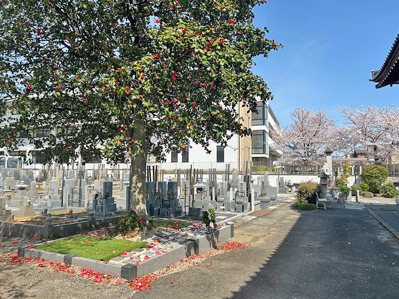 京都メモリアルパーク 樹木葬「椿」「桜」永代供養墓