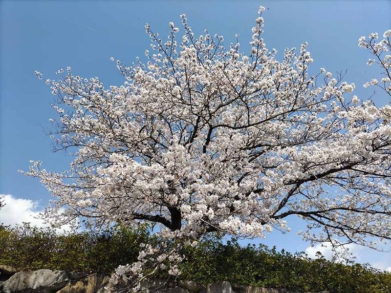 朝日山浄苑