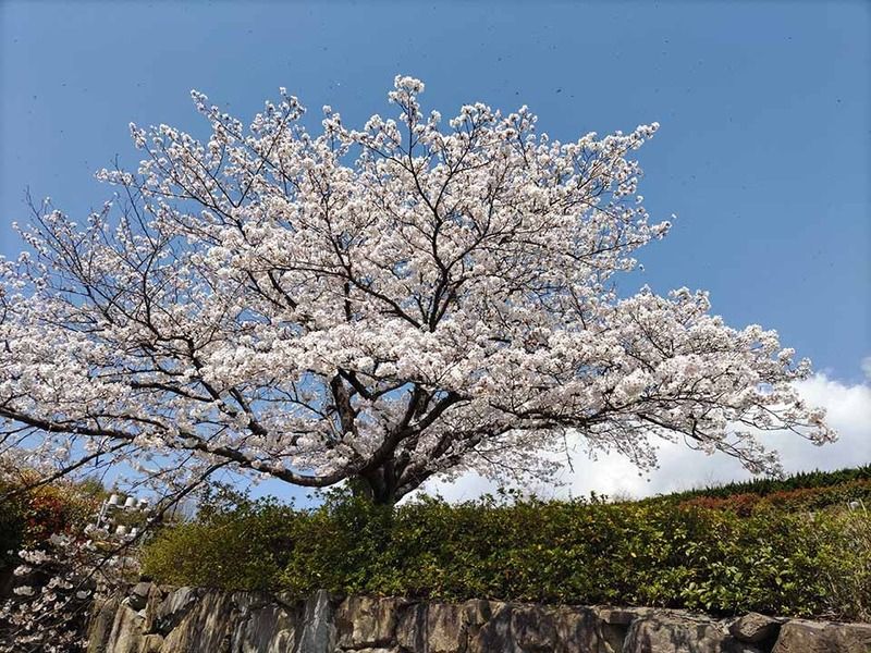 朝日山浄苑