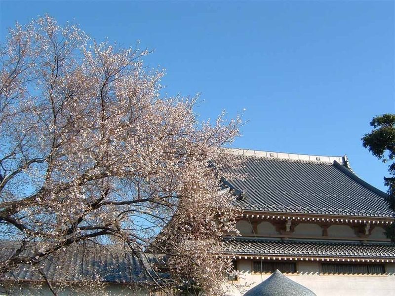不断桜（12月撮影）