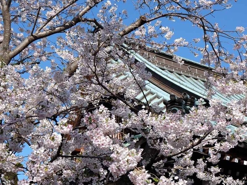 境内　桜