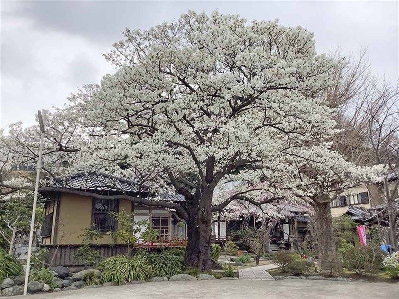 泉福寺墓苑