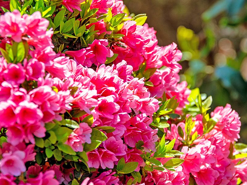 赤いツツジの花