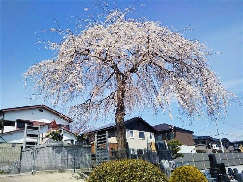 岩切ひだまりの丘妙運寺墓地