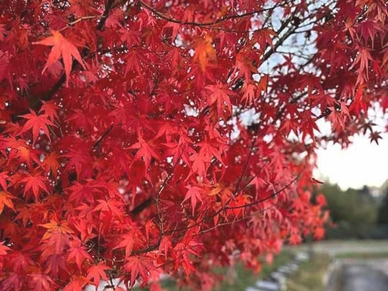 東広島 樹木霊園