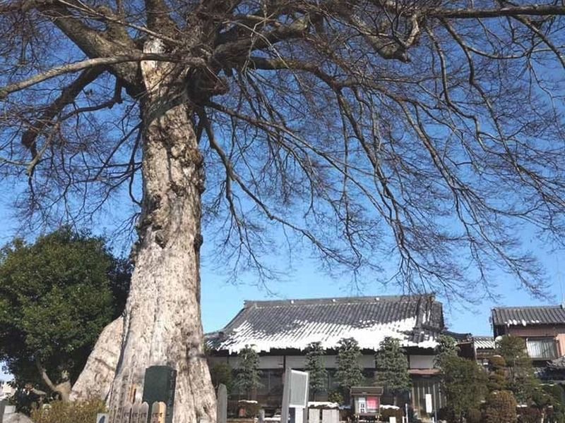 蓮花院　永代供養・樹木葬
