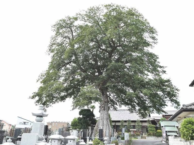 蓮花院　永代供養・樹木葬