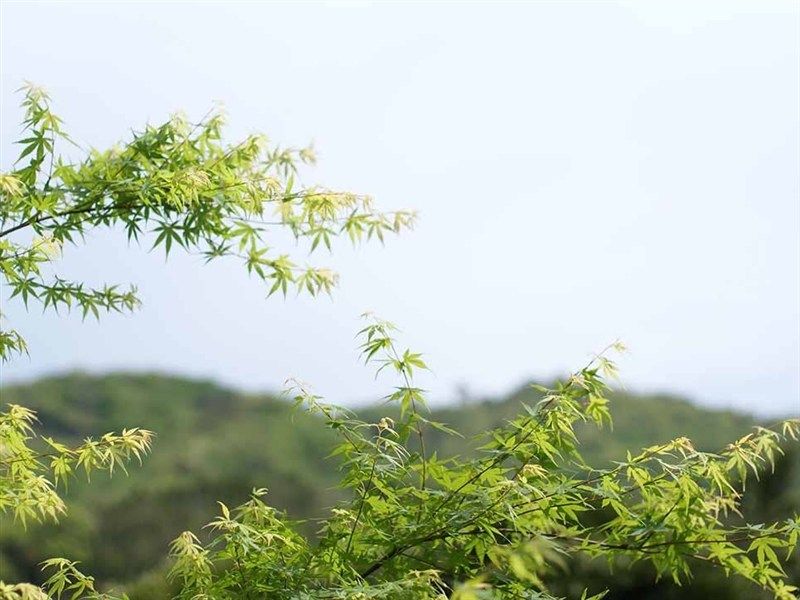 境内寸景