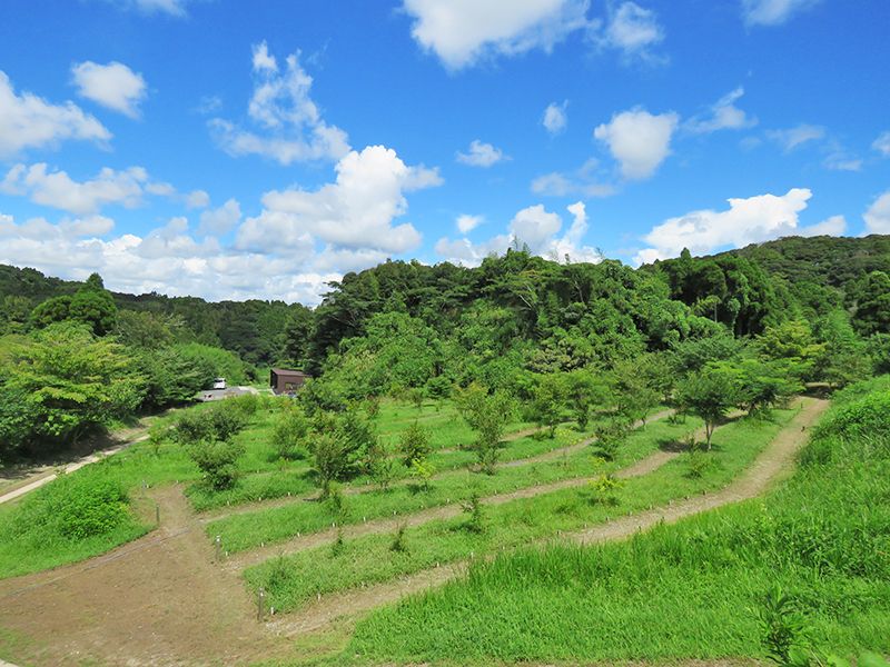 森の墓苑 自生している樹木を植える個別墓