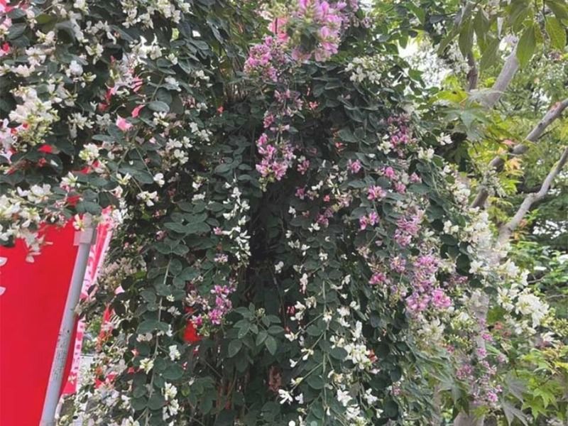 山形永代供養墓園 長岡観音