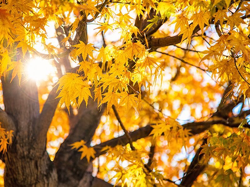 紅葉