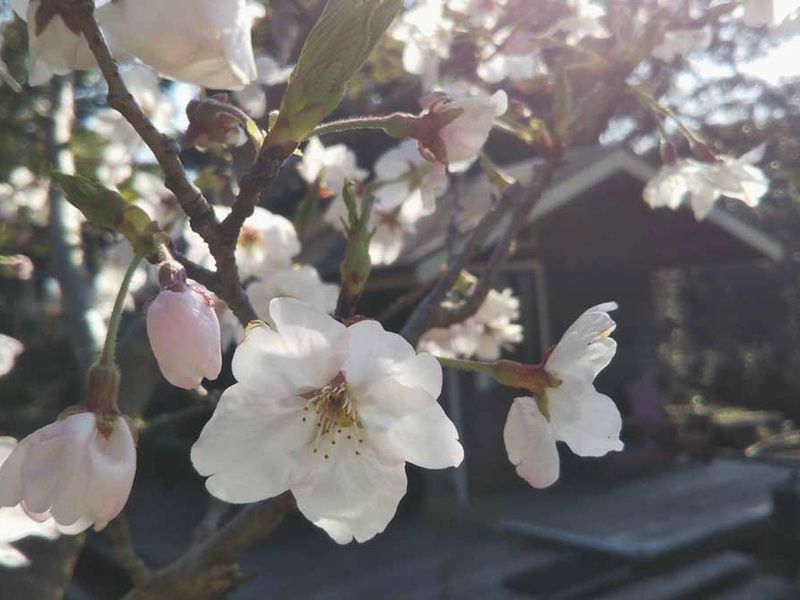 千の風みらい園