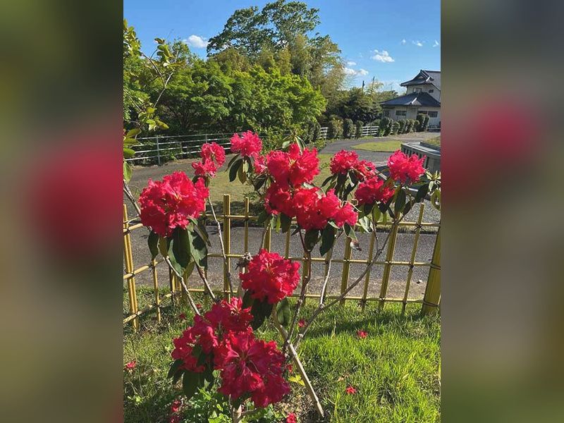 高蔵寺 個別型樹木葬墓