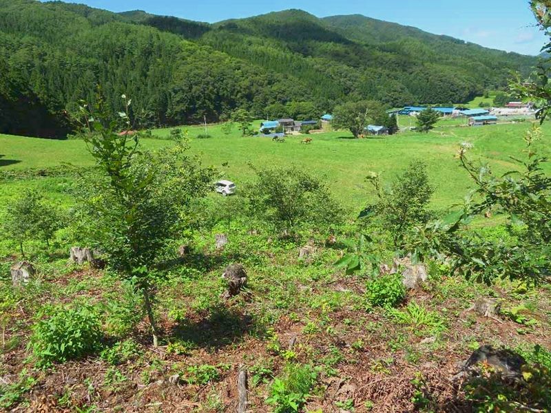 千年樹木葬・里山自然葬