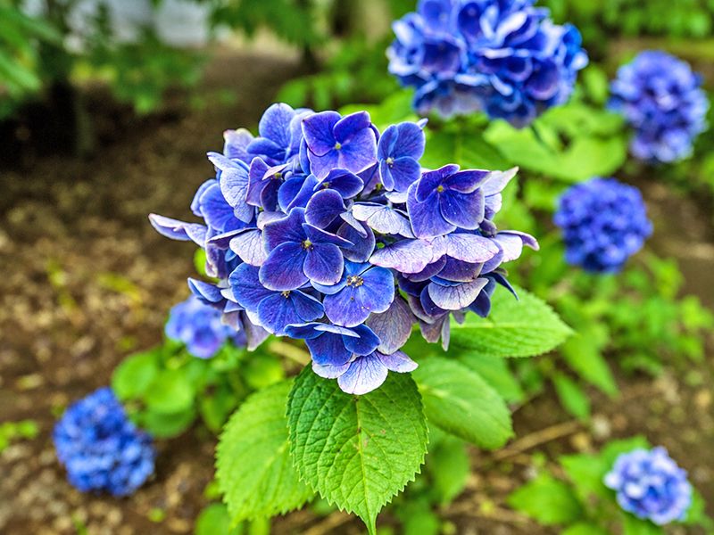 紫陽花