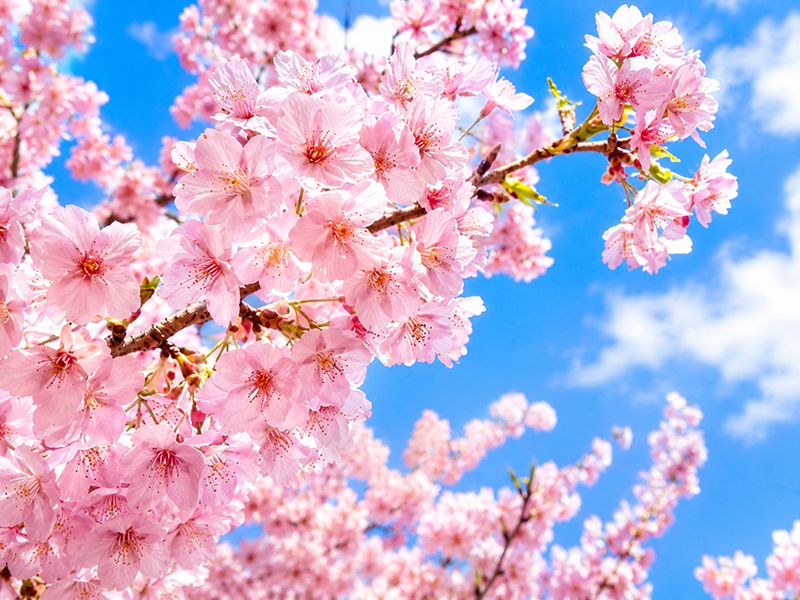 桜