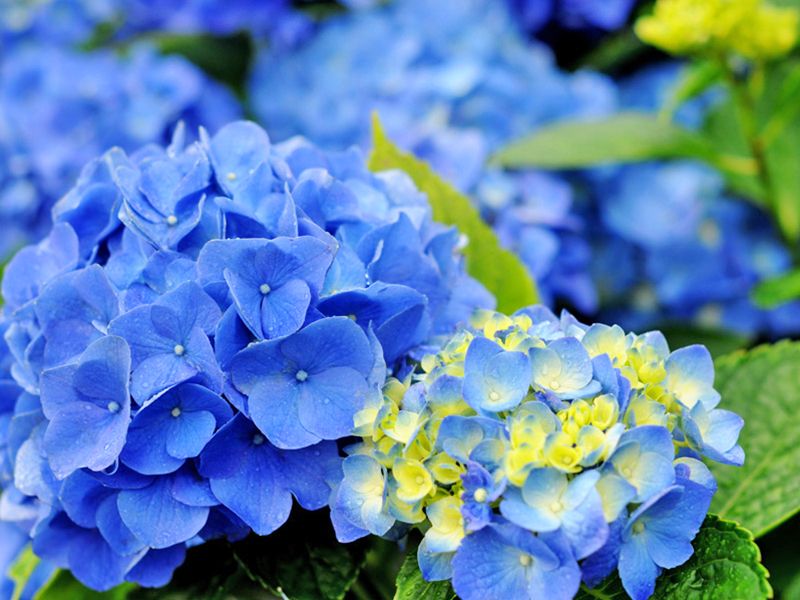 紫陽花