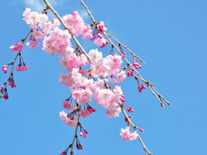 桜