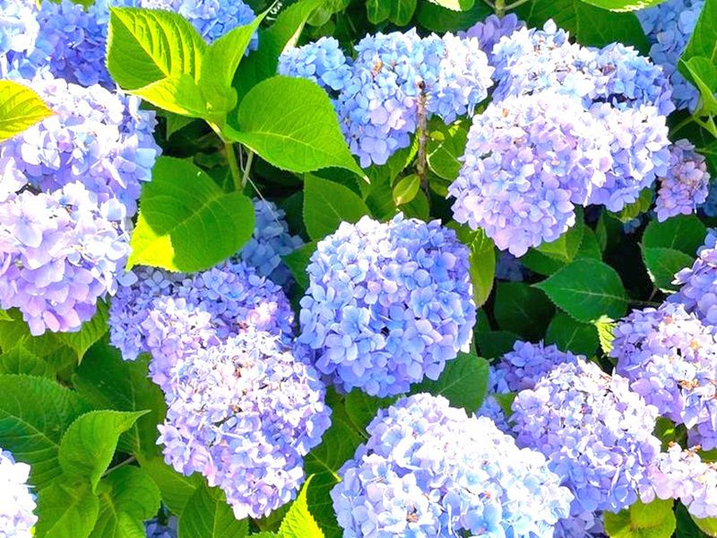 紫陽花