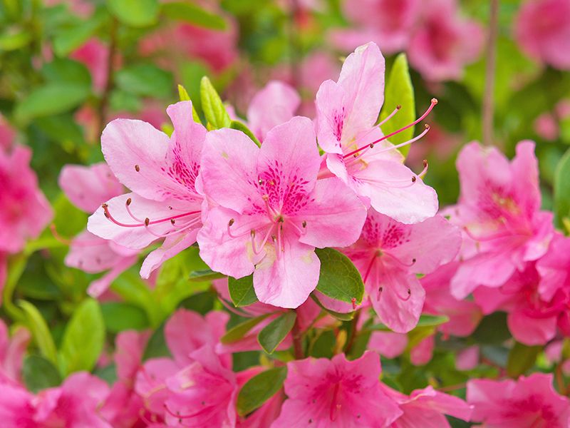 石楠花