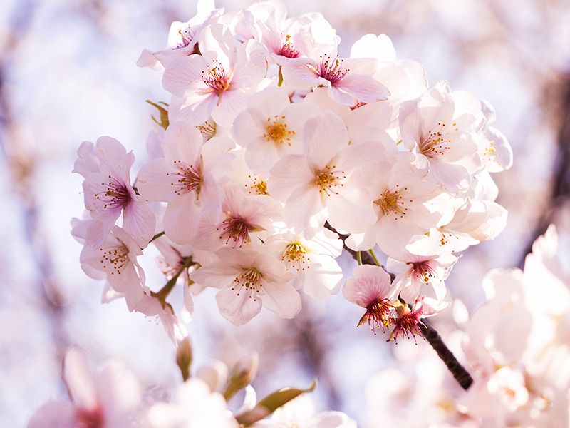 桜