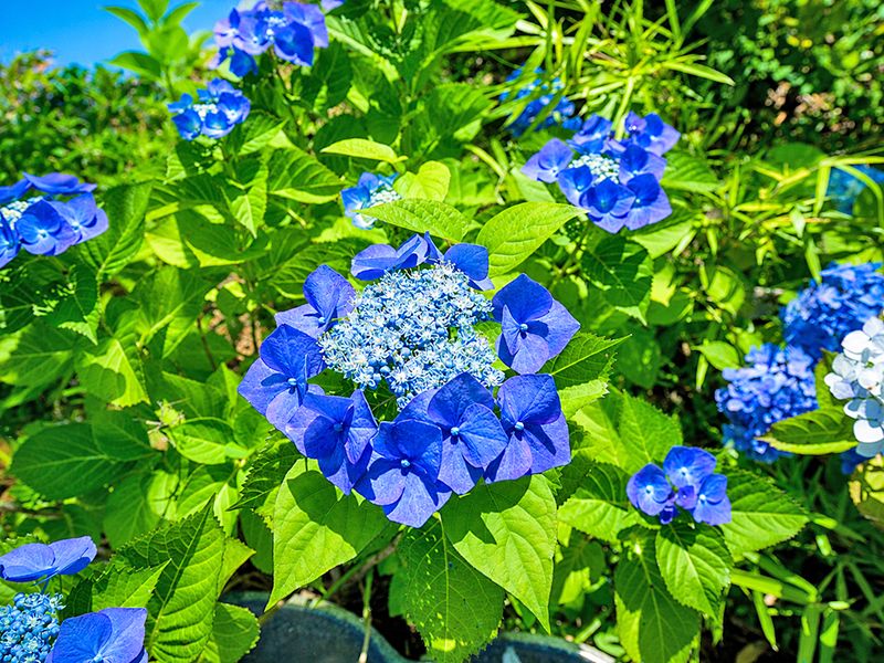 紫陽花