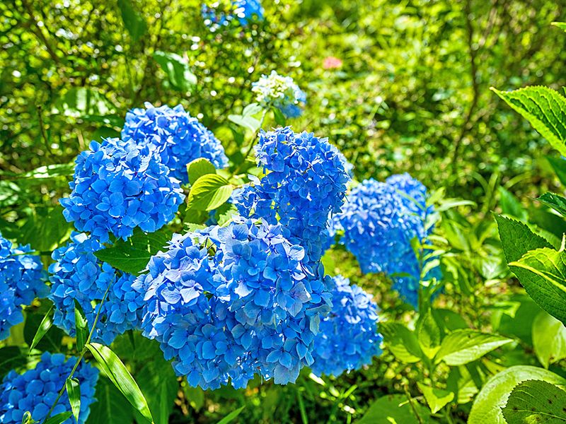 紫陽花