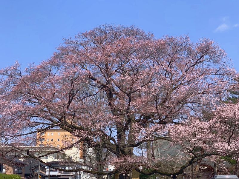 大安寺墓苑 永代供養付き墓地